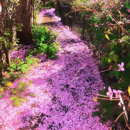 Blossom Cumbria